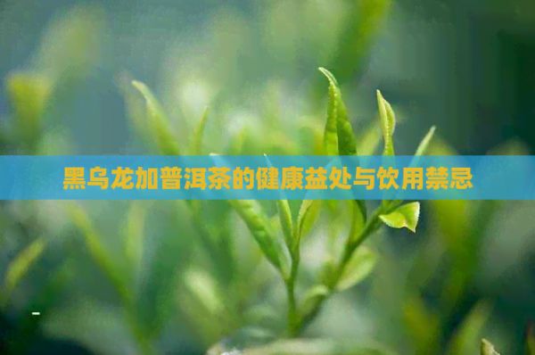 黑乌龙加普洱茶的健康益处与饮用禁忌