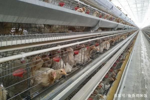 市场上那么多的鸭脖、鸡翅都是哪来的？难道真有“六翅神鸡”？！