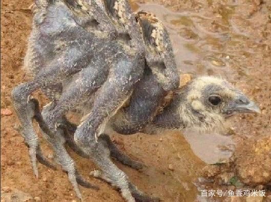 市场上那么多的鸭脖、鸡翅都是哪来的？难道真有“六翅神鸡”？！
