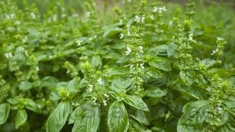 碧生源常润茶2009广告，碧生源常润茶广告优酷