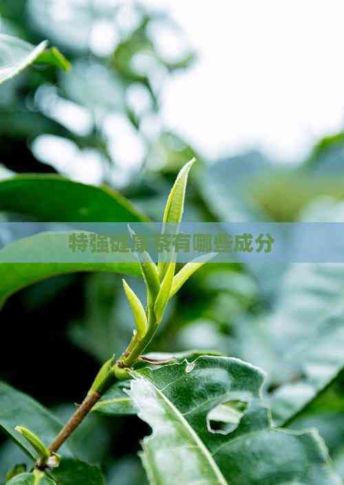 特强健康茶有哪些成分