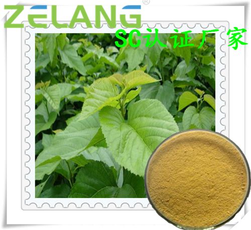 桑葉提取物粉