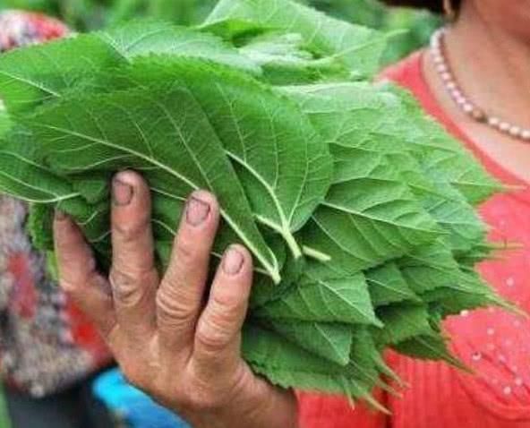 女人早起空腹吃“它”，坚持一周，不仅瘦身，脸比同龄人显年轻