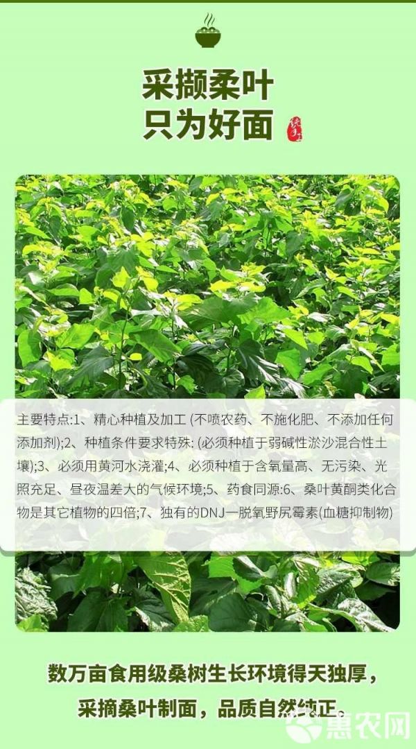 桑葉面條胖友主食蕎早餐麥雜糧桑葉掛面三篙專用整箱面條批發(fā)