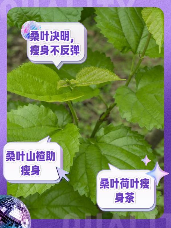 桑叶减肥