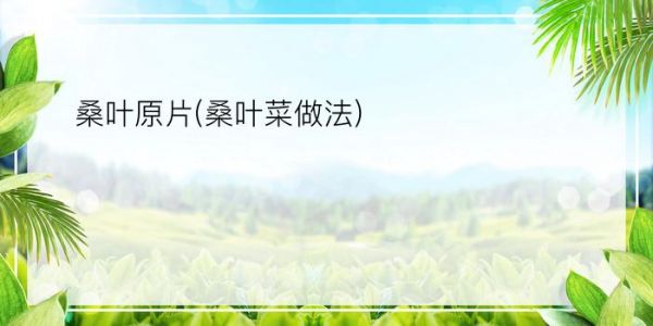 桑叶原片(桑叶菜做法)