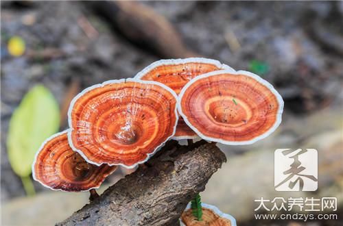 桑黄灵芝多少钱一斤