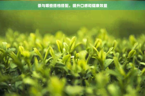 茶与哪些搭档搭配，提升口感和健康效益