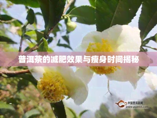 普洱茶的减肥效果与瘦身时间揭秘