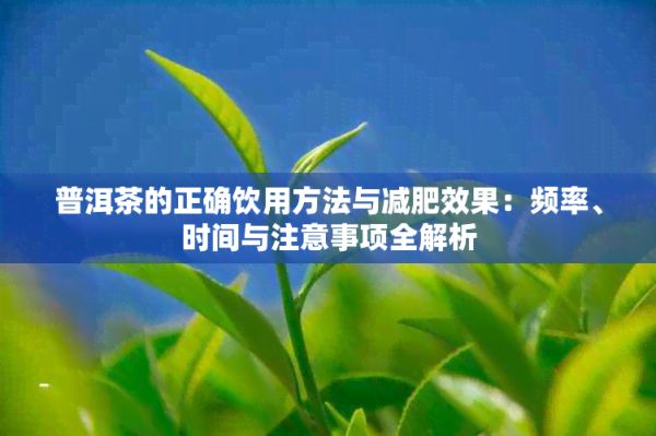 普洱茶的正确饮用方法与减肥效果：频率、时间与注意事项全解析