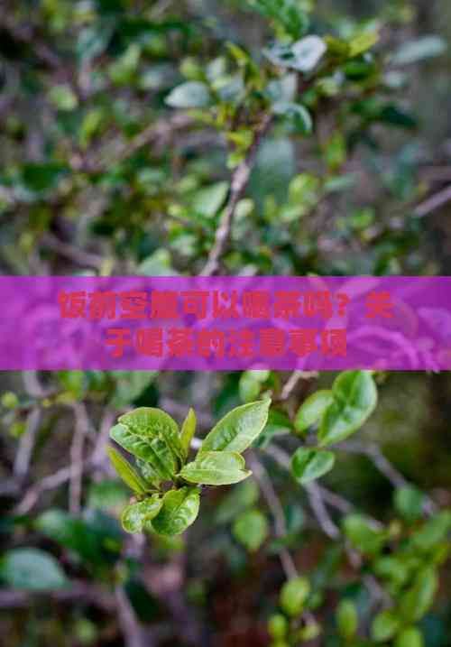 饭前空腹可以喝茶吗？关于喝茶的注意事项