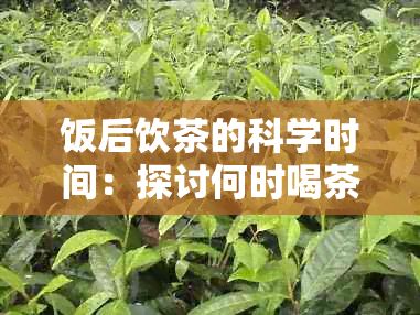 饭后饮茶的科学时间：探讨何时喝茶最健康及其对消化影响