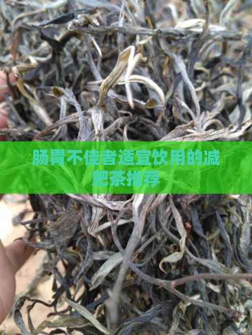 肠胃不佳者适宜饮用的减肥茶推荐