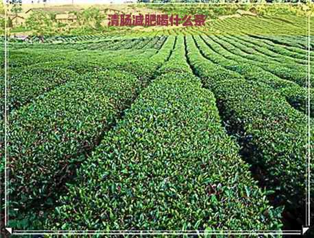 清肠减肥喝什么茶