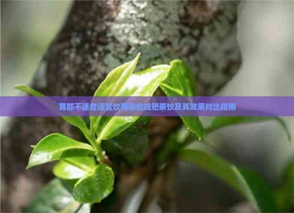 胃部不适者适宜饮用哪些减肥茶饮及其效果对比指南