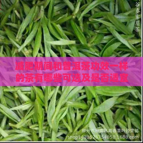 減肥期間和普洱茶功效一樣的茶有哪些可選及是否適宜飲用