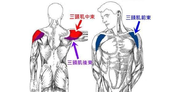 健身练了很久，身材为什么还是没有型？“肩腰比”很重要