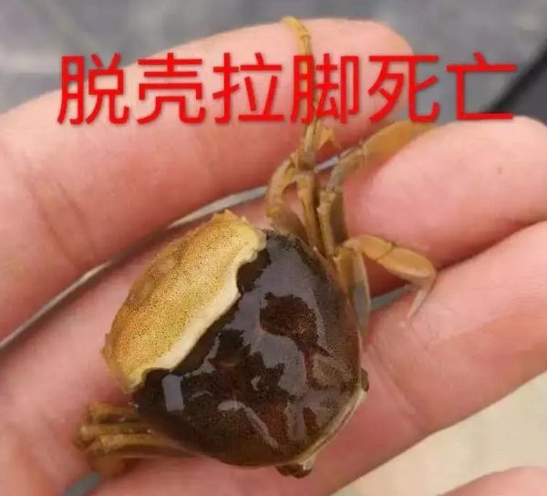 河蟹蜕壳不遂