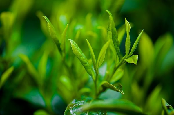 綠茶提取物功效和作用