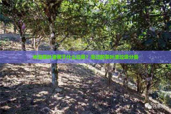 冲泡茶叶渣属于什么垃圾？泡过的茶叶渣垃圾分类