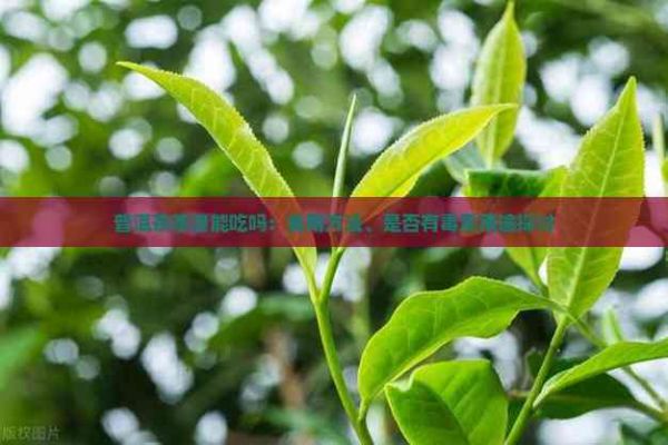 普洱茶茶渣能吃吗：食用方法、是否有及用途探讨