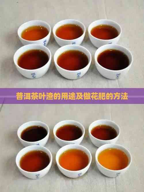 普洱茶叶渣的用途及做花肥的方法