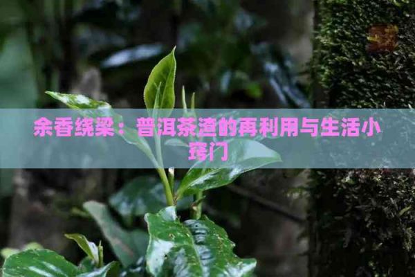 余香绕梁：普洱茶渣的再利用与生活小窍门