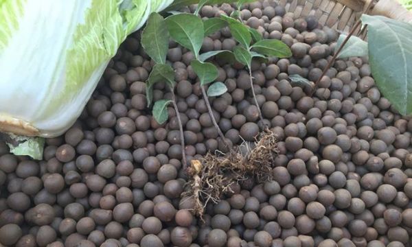 茶树籽的种植与管理（从种子到茶园）
