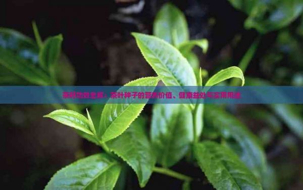 茶籽功效全解：茶葉種子的營養(yǎng)價值、健康益處與實用用途