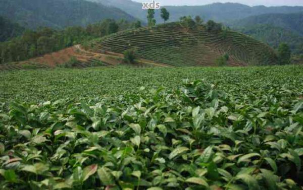 普洱茶茶籽的健康功效與實用用途