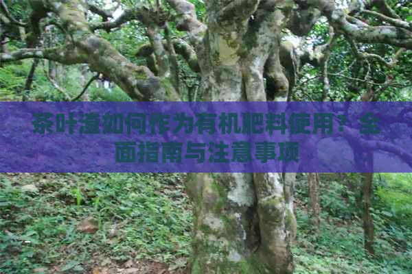 茶叶渣如何作为有机肥料使用？全面指南与注意事项