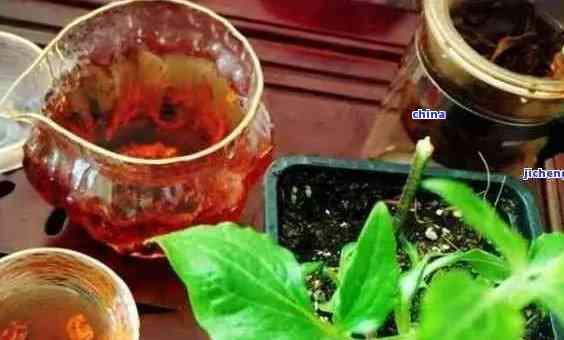 普洱茶渣的再利用：如何安全地用于浇花以及注意事项