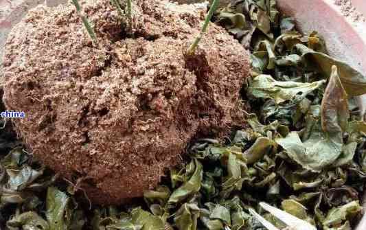 茶叶可以放在花盆土里吗，茶叶渣别扔！这样处理，花越养越好！