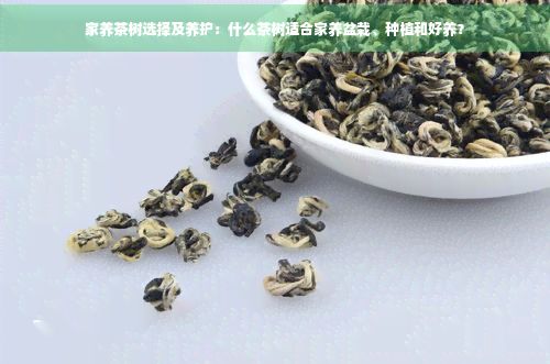 家养茶树选择及养护：什么茶树适合家养盆栽、种植和好养？