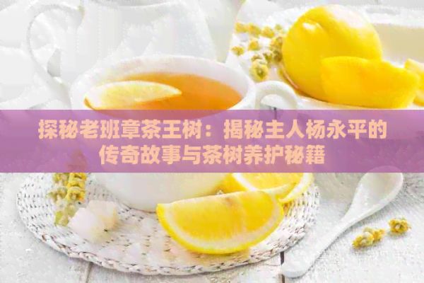 探秘老班章茶王树：揭秘主人杨永平的传奇故事与茶树养护秘籍