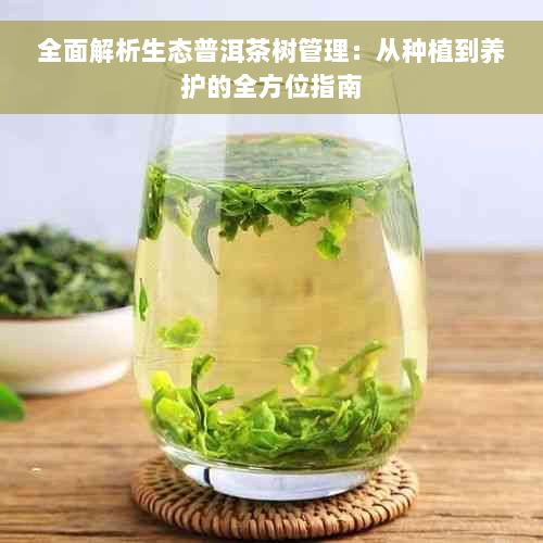 全面解析生态普洱茶树管理：从种植到养护的全方位指南