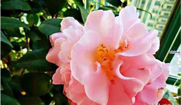 茶葉渣養(yǎng)花你養(yǎng)對(duì)了嗎，茶葉渣養(yǎng)花全攻略：你養(yǎng)對(duì)了嗎？