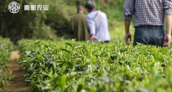 茶树施肥的要点是什么？