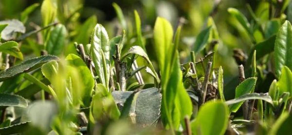 茶树施肥的要点是什么？