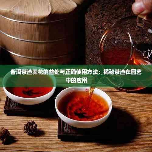 普洱茶渣养花的益处与正确使用方法：揭秘茶渣在园艺中的应用