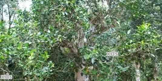 普洱茶茶树栽培与养护技术要点