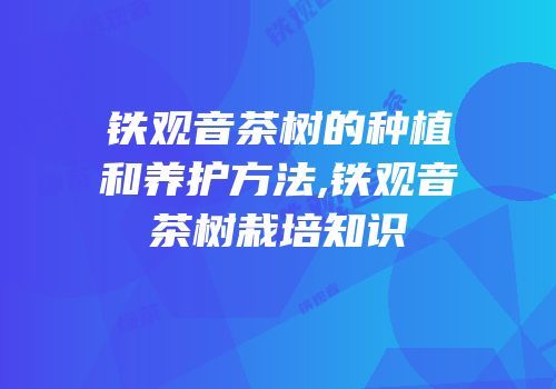 铁观音茶树的种植和养护方法,铁观音茶树栽培知识