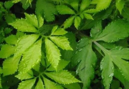 “南方人参”绞股蓝的药用和茶饮方法