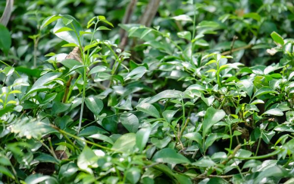 藤茶可以減肥嗎：藤茶對減肥的作用及效果
