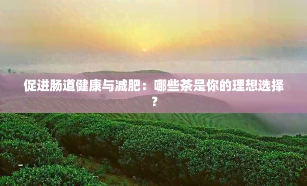 促進腸道健康與減肥：哪些茶是你的理想選擇？