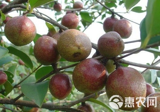 油茶籽 天然，有图有真像，出油率高