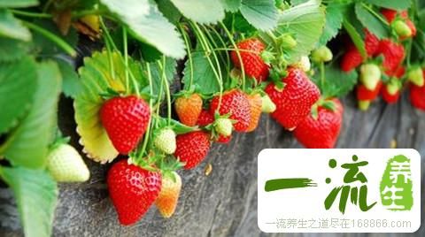 草莓的营养价值与食用功效