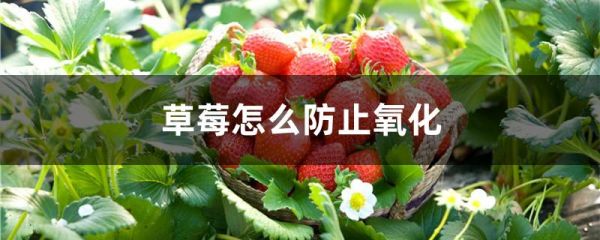 草莓怎么防止氧化