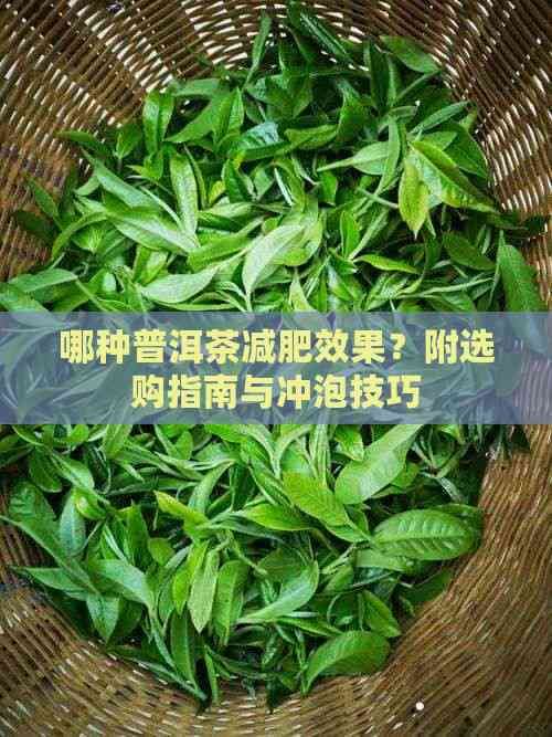哪种普洱茶减肥效果？附选购指南与冲泡技巧