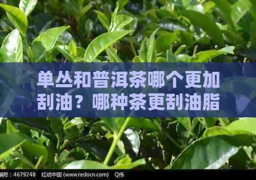 單叢和普洱茶哪個(gè)更加刮油？哪種茶更刮油脂助減肥